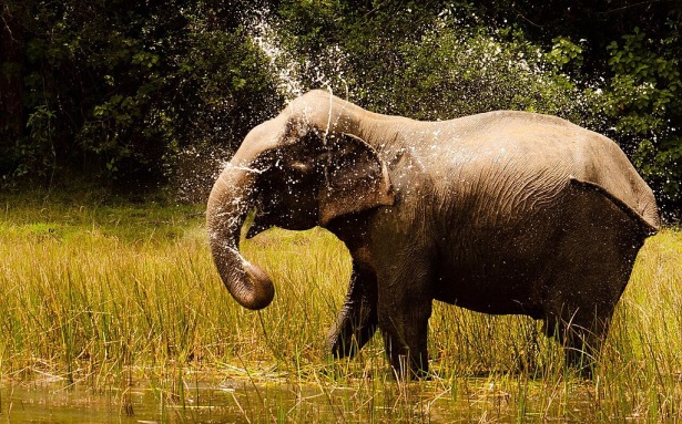 Adventure and Wildlife Sri Lanka - elephant in the wild